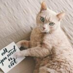 【必読】猫を飼う準備｜最初に必要な５つのアイテムを紹介！