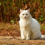 猫を飼う覚悟はできていますか？飼う前に知ってほしい５つのこと