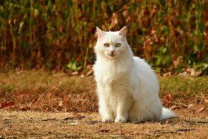 猫を飼う覚悟はできていますか？飼う前に知ってほしい５つのこと