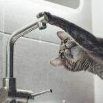猫に水道水を与えても大丈夫？注意点と水を飲まないときの対策法