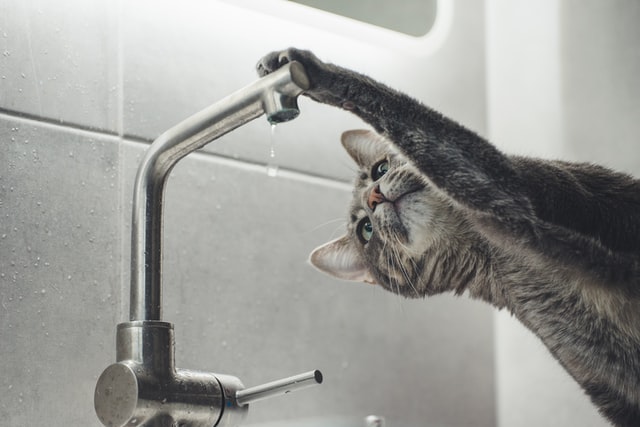 猫に水道水を与えても大丈夫？注意点と水を飲まないときの対策法