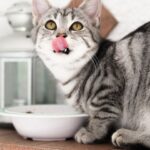 猫食器を選ぶ４つのコツ｜猫が満足する食器を見つけよう！