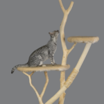 【必見】猫がよく爪とぎをするのはなぜ？どんな意味がある？