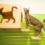 猫にケージは必要？あると便利！５つの理由【選ぶ基準はなに？】