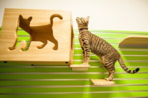 猫にケージは必要？あると便利！５つの理由【選ぶ基準はなに？】