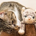 猫と遊ぶ時間が必要な３つの理由【愛猫が喜ぶおもちゃも紹介】