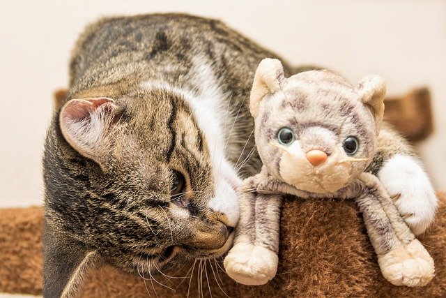 猫と遊ぶ時間が必要な３つの理由【愛猫が喜ぶおもちゃも紹介】