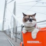 猫用キャリーバックの選び方｜最低限必要な３つの条件を解説！