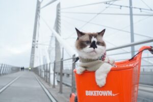 猫用キャリーバックの選び方｜最低限必要な３つの条件を解説！