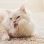 猫が１日に毛づくろいする回数、多くない？実は大事な役割があった！